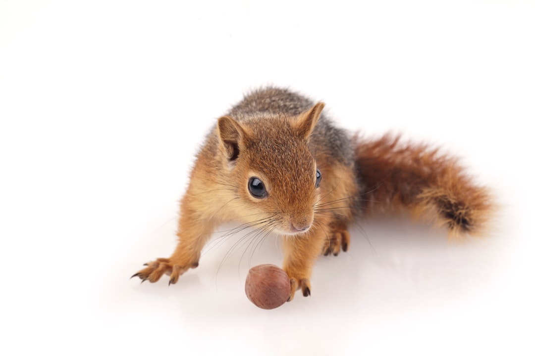 brown squirrel on white surface