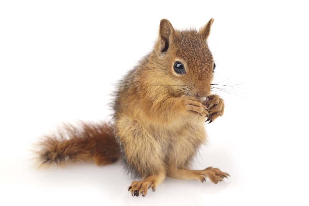 brown squirrel on white surface