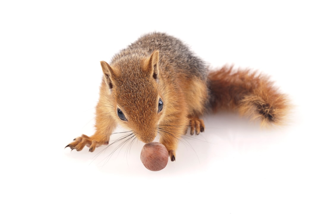 brown squirrel on white surface