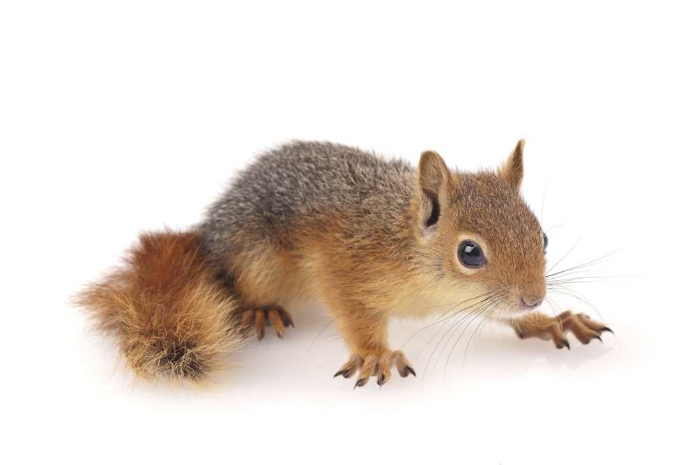 brown and gray squirrel on white surface