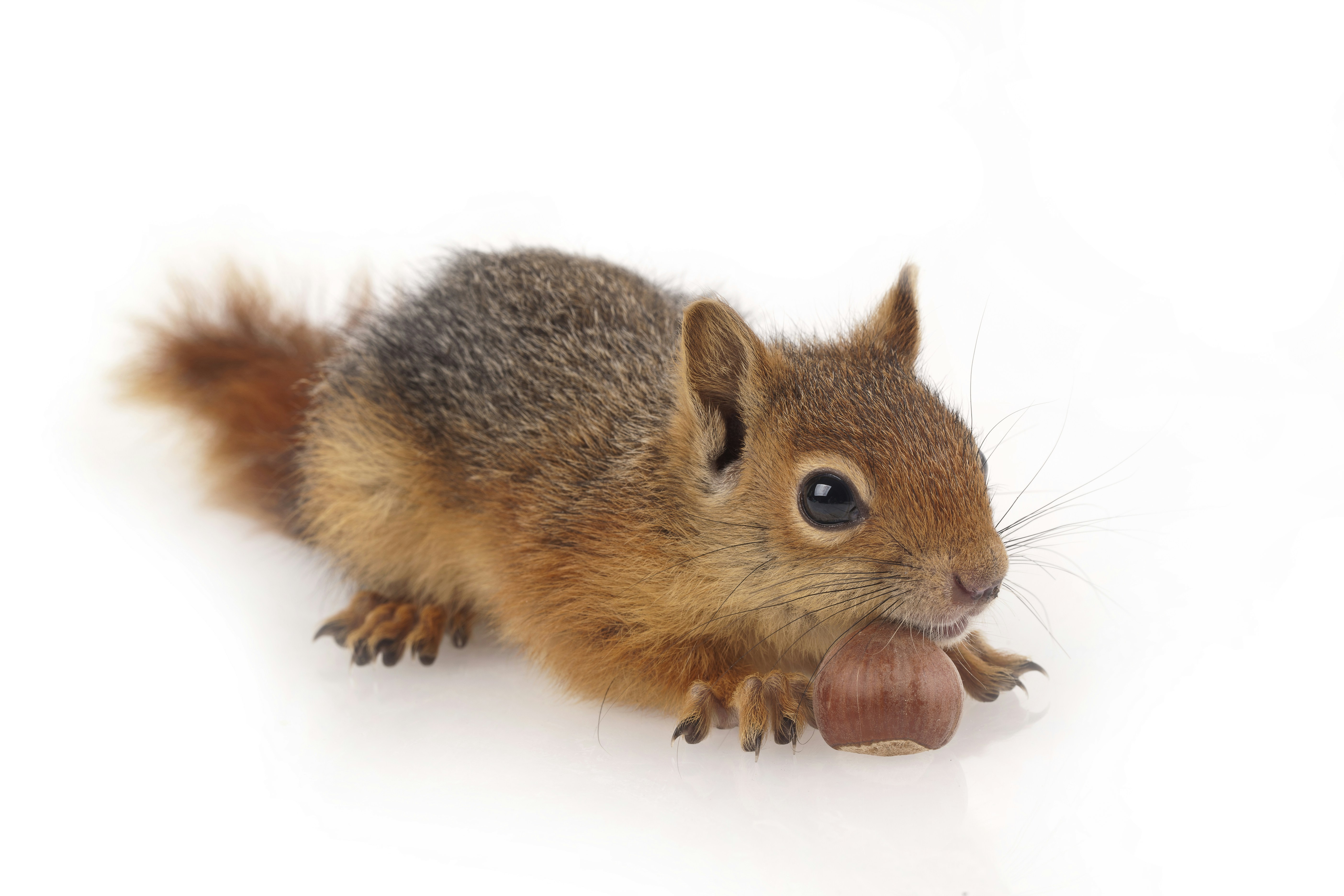 brown squirrel on white surface, studio shot of cute squirrel