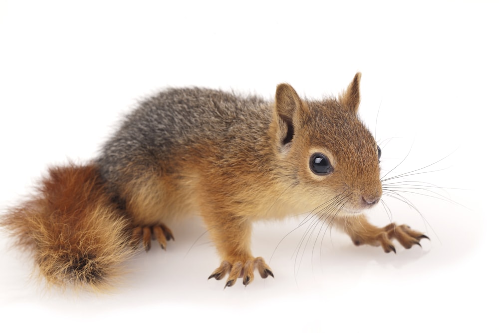 brown and gray squirrel on white surface