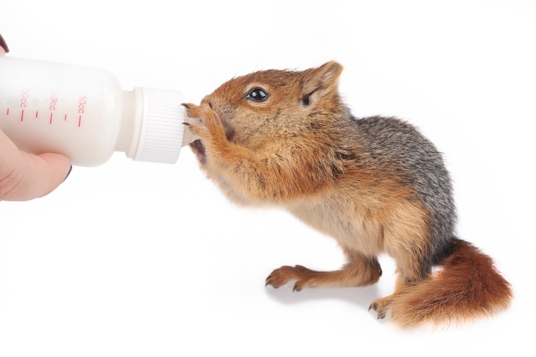 brown squirrel drinking from white plastic bottle