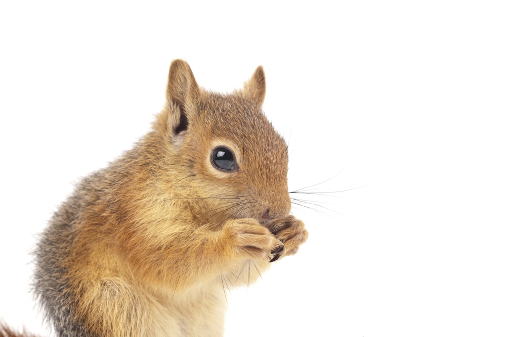 brown squirrel on white background