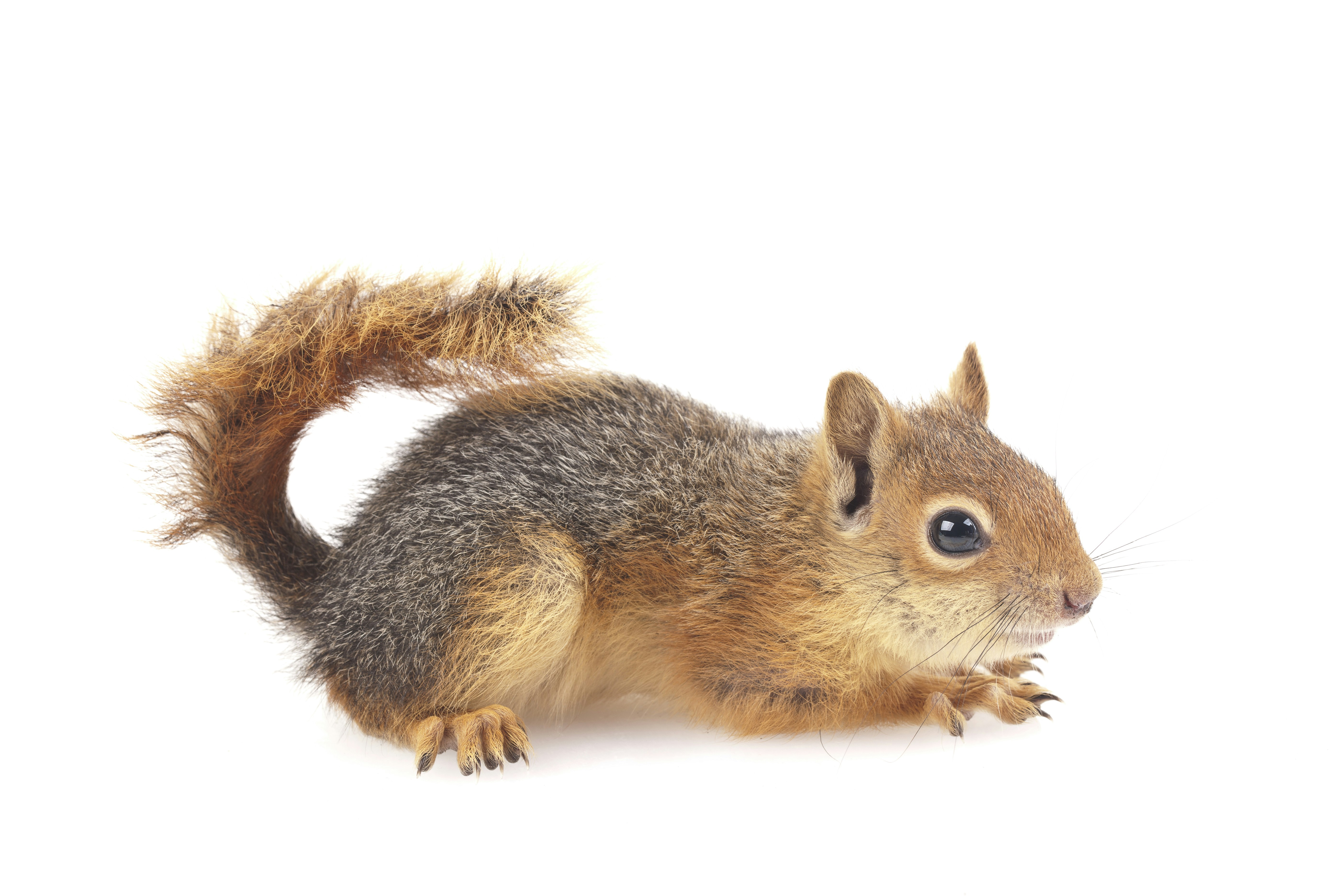 brown squirrel on white background