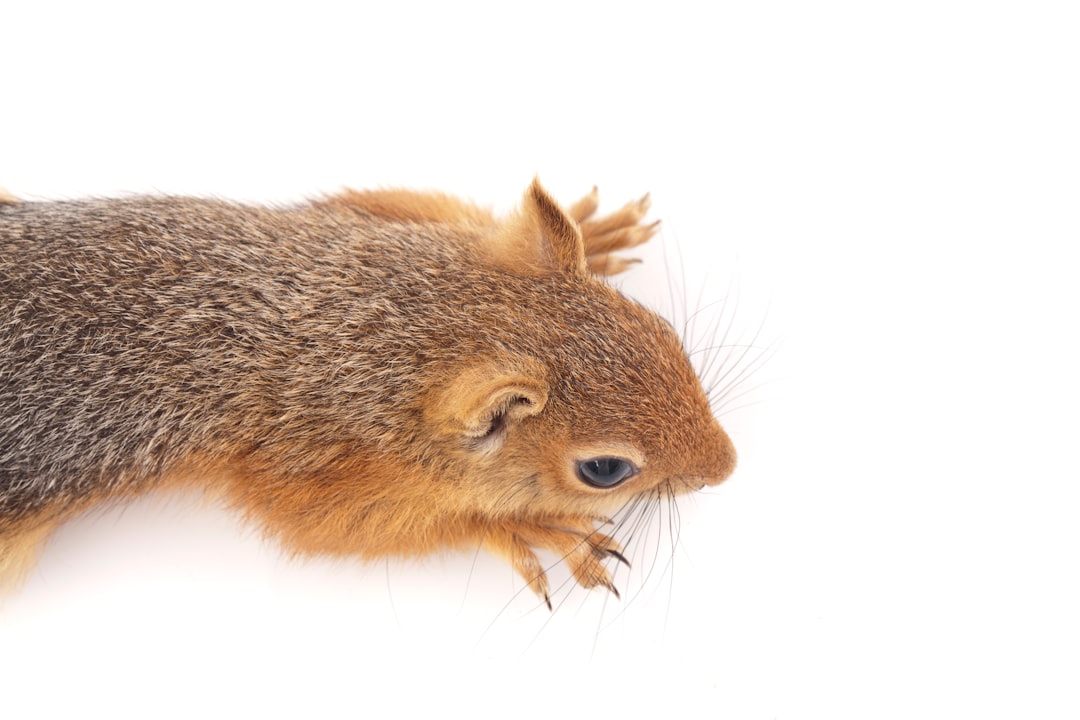 brown and gray squirrel on white background