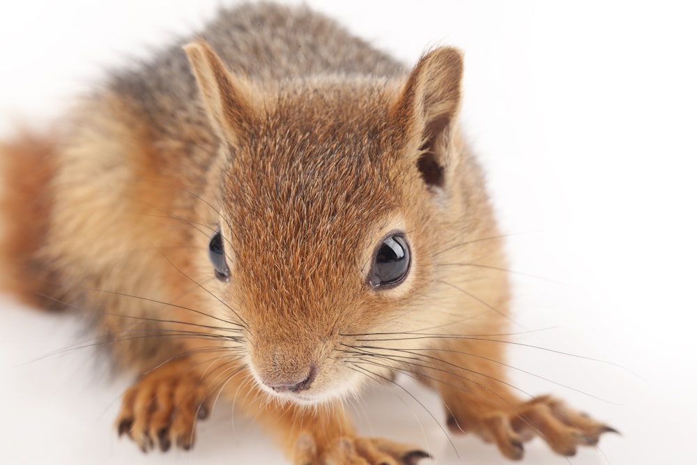 brown squirrel on white textile