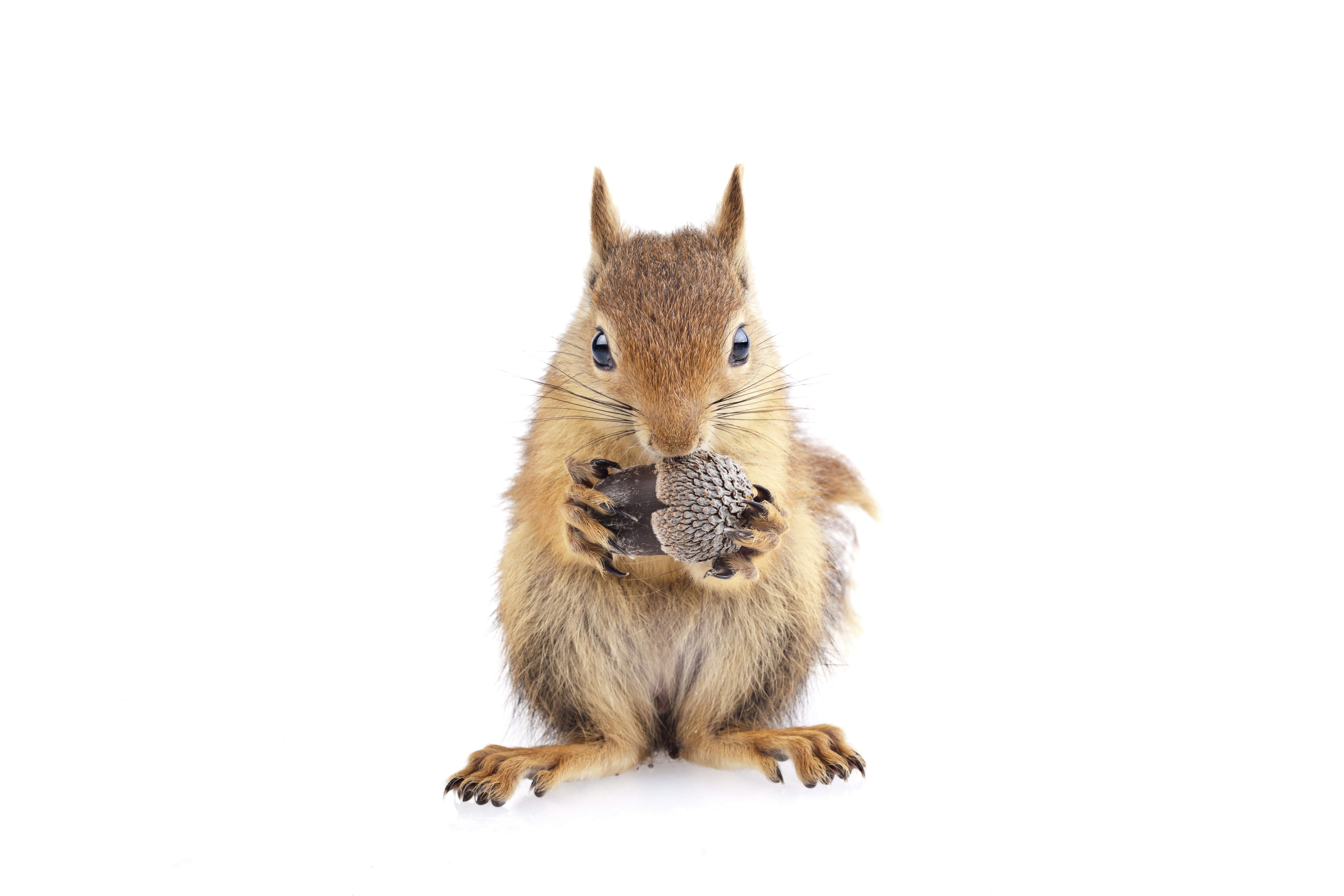 Do Squirrels Eat Bugs? Read the Real Story Here!