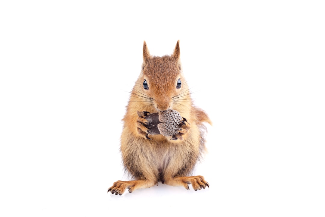 squirrel holding an acorn with its paws up to its mouth
