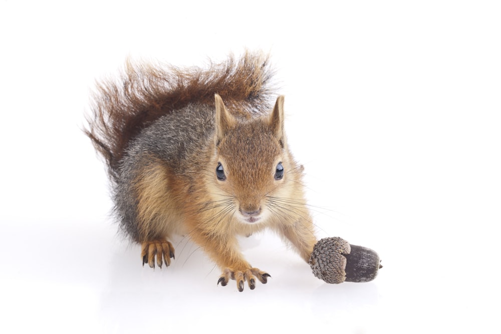 brown squirrel holding brown nut