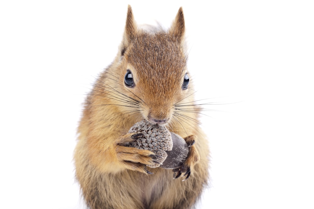 brown squirrel holding brown nut