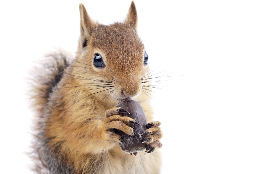 brown squirrel eating brown nut