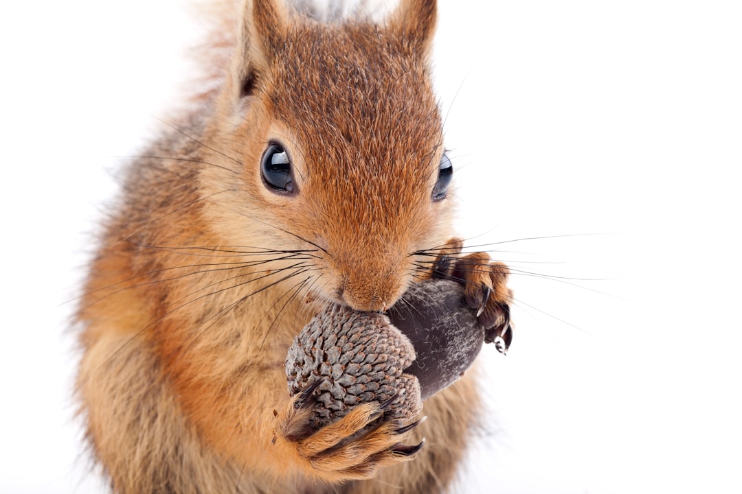 brown squirrel eating nut on brown wooden stick