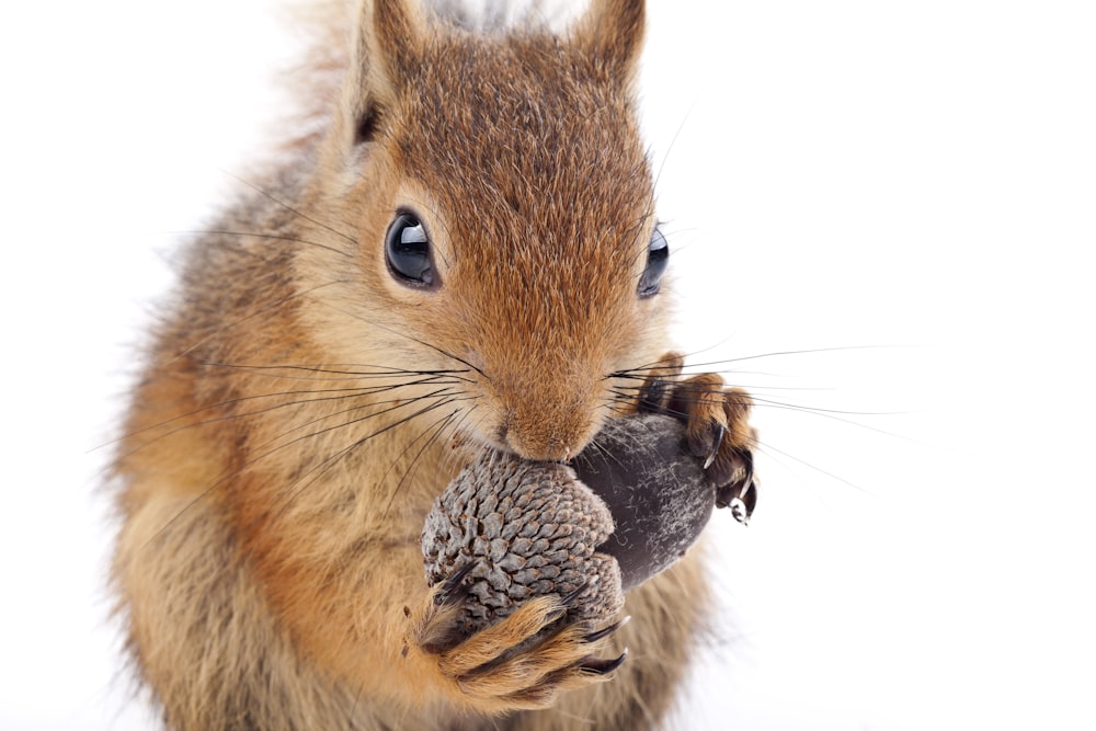 brown squirrel eating nut on brown wooden stick