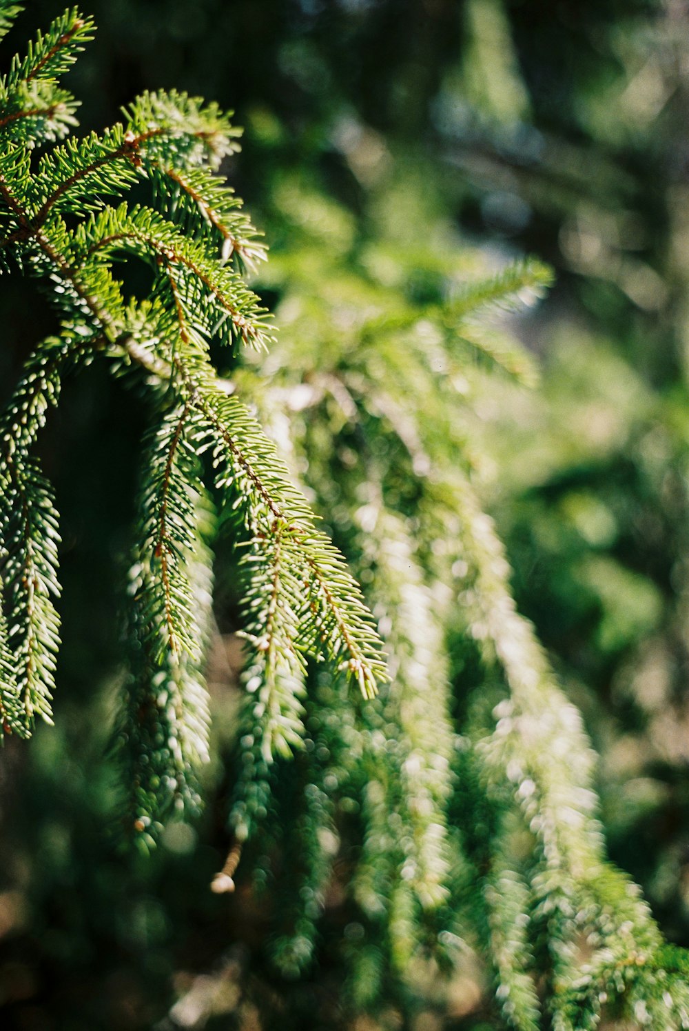 green pine tree in close up photography