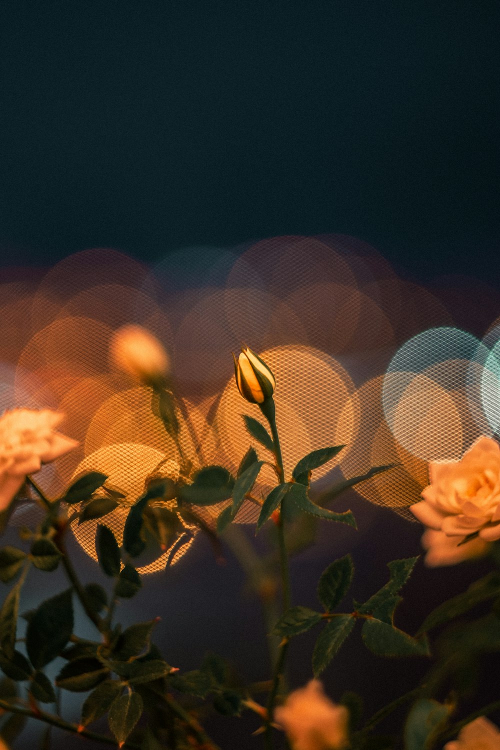 yellow flowers with green leaves