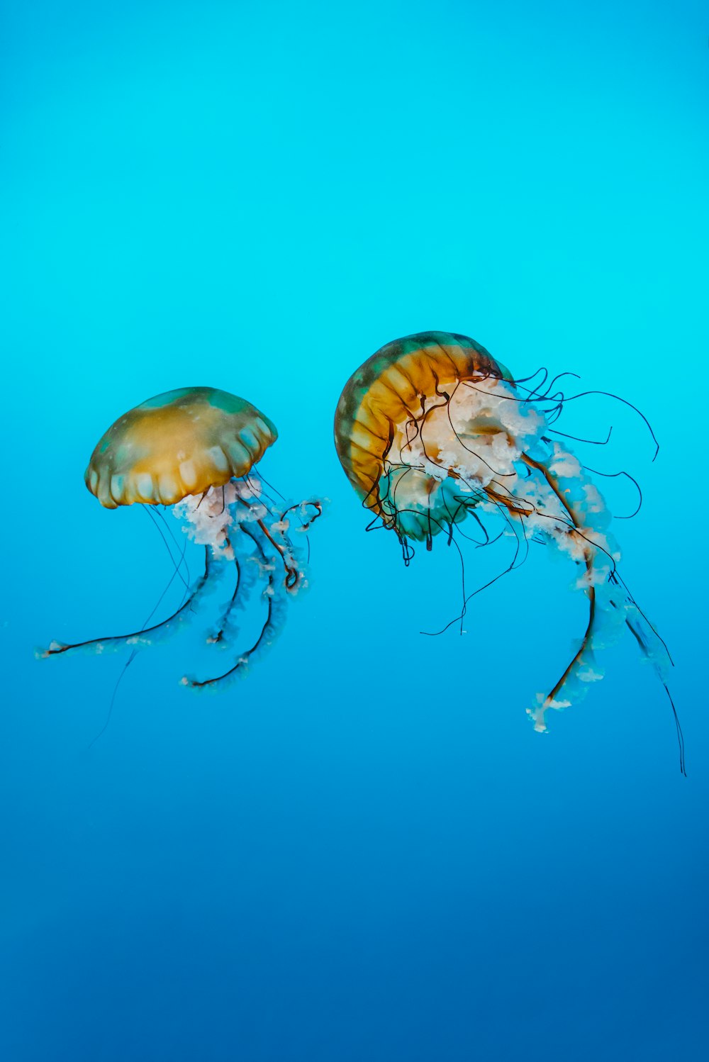 blue jellyfish in blue water