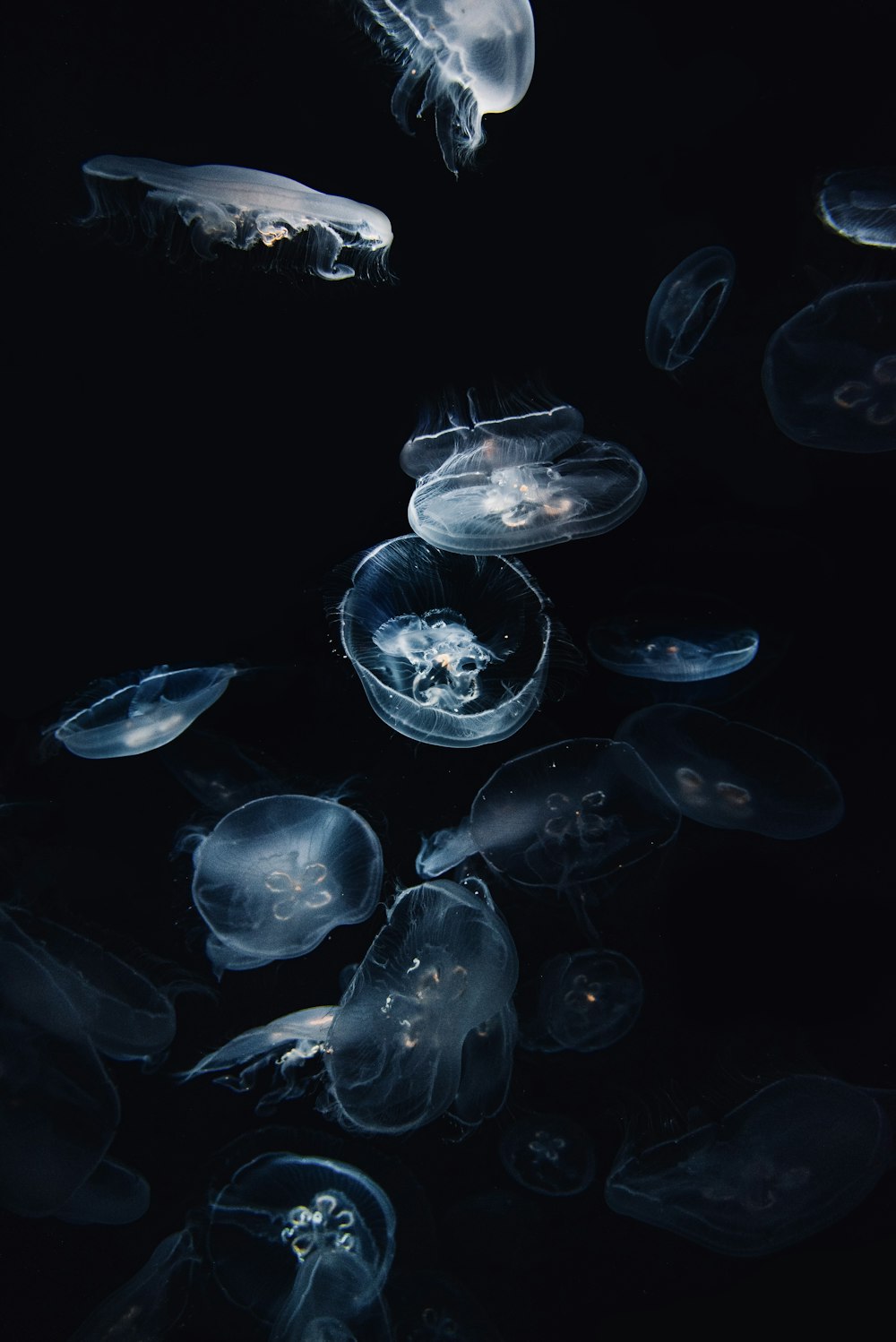 blue and white jellyfish illustration