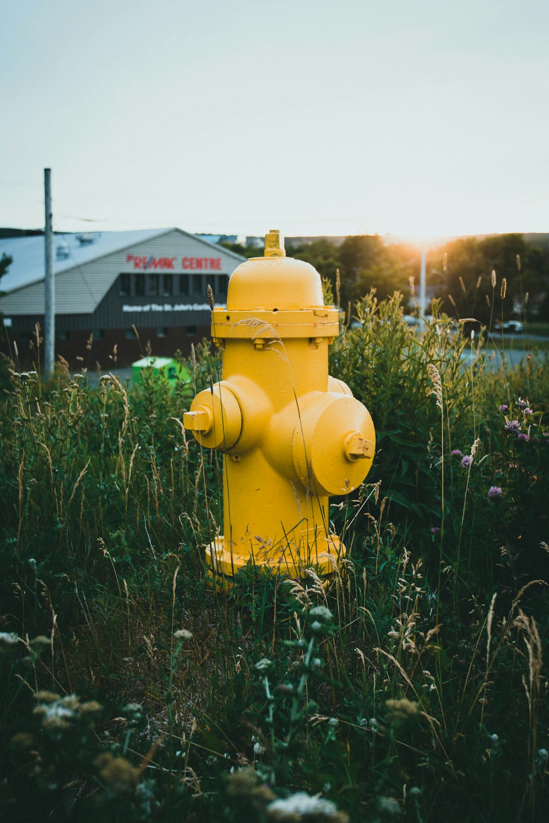 yellow fire hydrant on green grass field during sunset