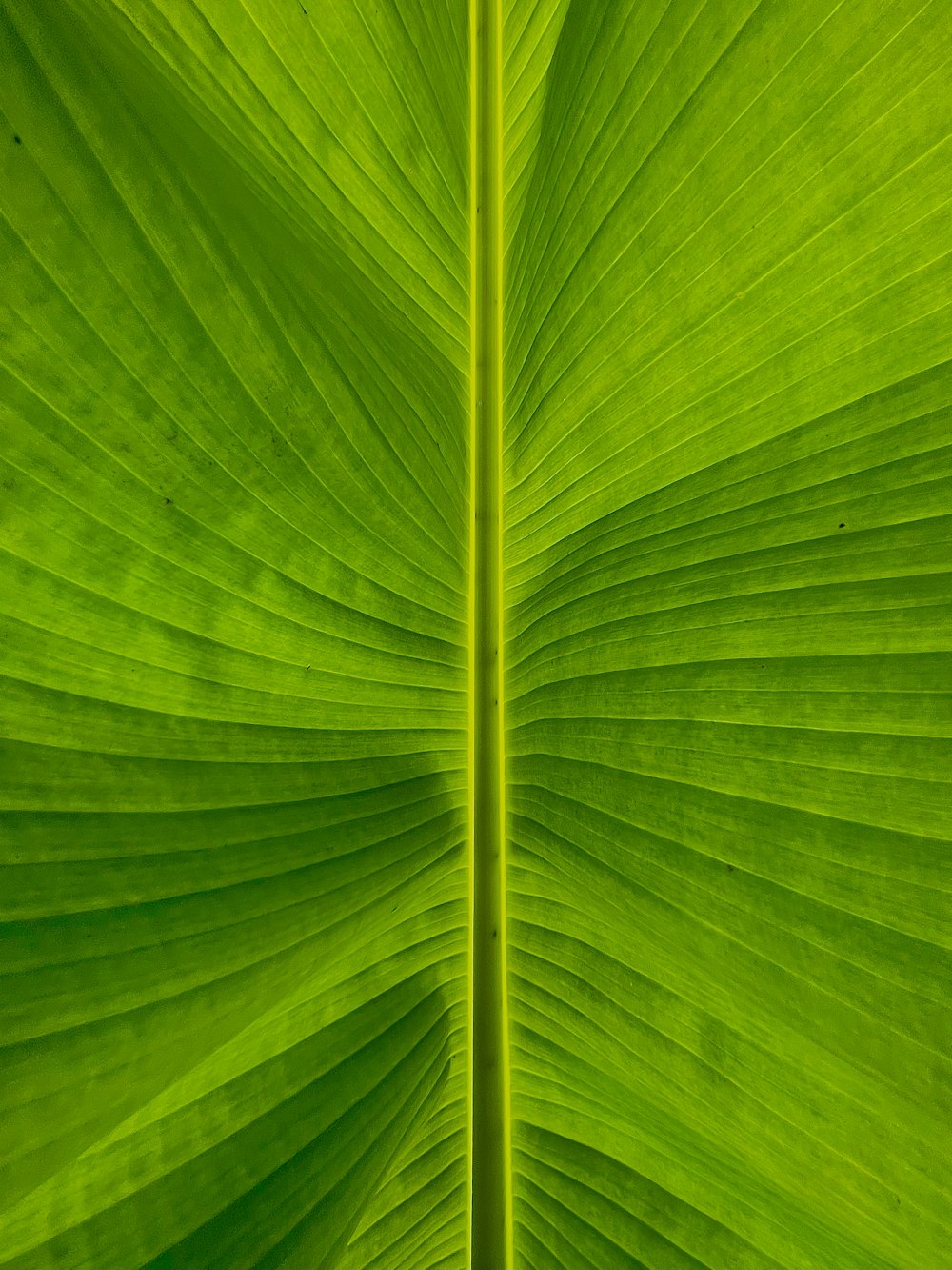 macro photography of green leaf