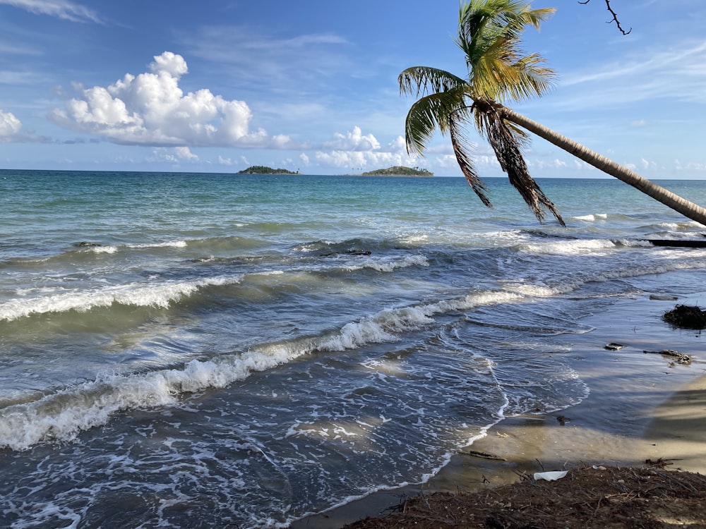 palm tree on beach shore during daytime