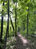 A serene forest path surrounded by lush green trees and foliage. Sunlight filters through the dense canopy, creating dappled shadows on the dirt trail. The tranquil atmosphere invites a peaceful walk amongst nature.