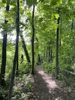 A peaceful nature trail winding through lush green forest, inviting a mindful walk.