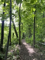 A calm forest path inviting peaceful mindfulness and connection with nature.