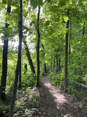 A serene forest trail with sunlight filtering through the trees, inviting a peaceful walk.