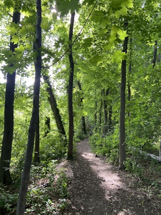 A serene forest path surrounded by lush green trees and foliage. Sunlight filters through the dense canopy, creating dappled shadows on the dirt trail. The tranquil atmosphere invites a peaceful walk amongst nature.