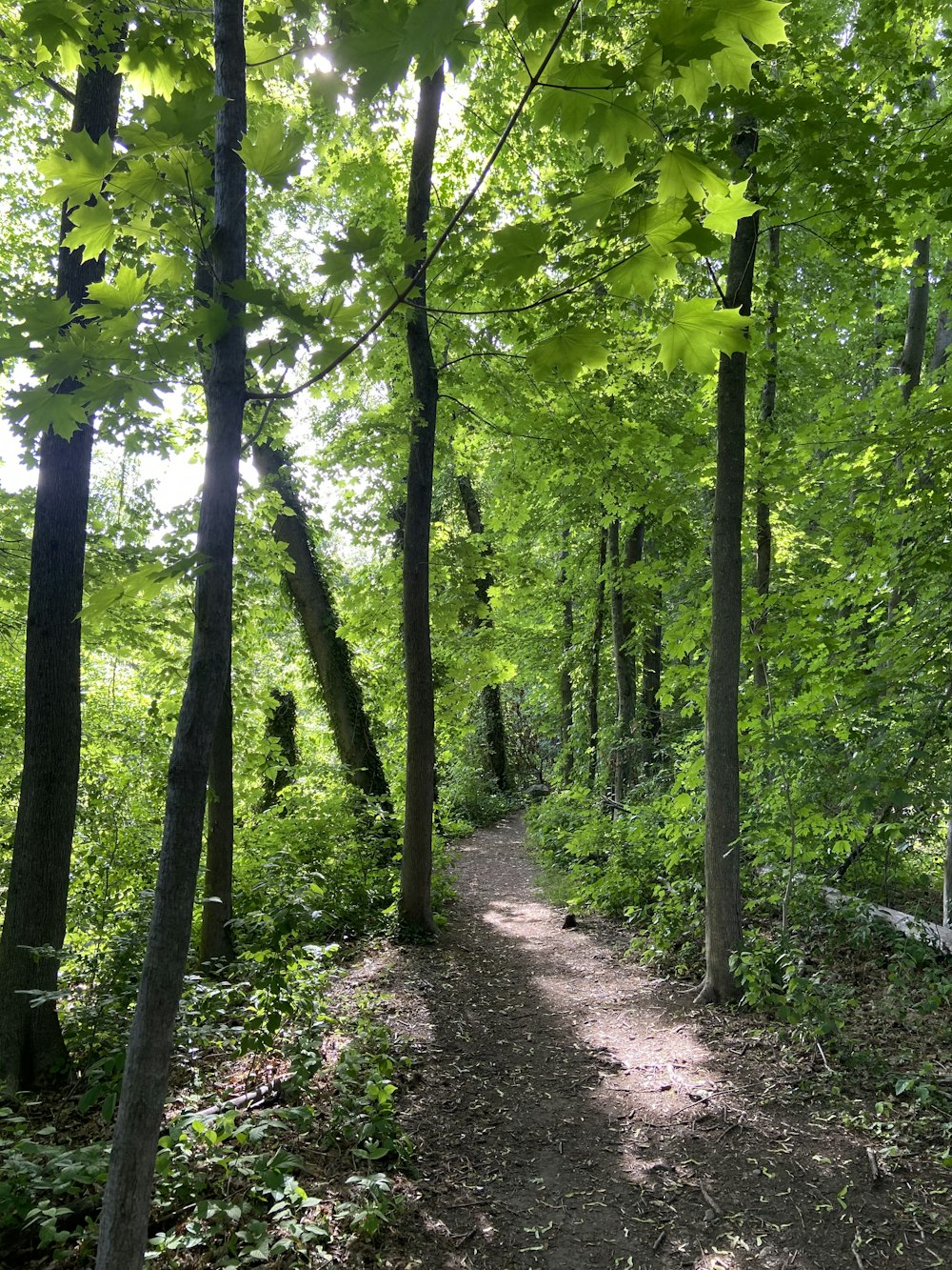 green trees on brown soil