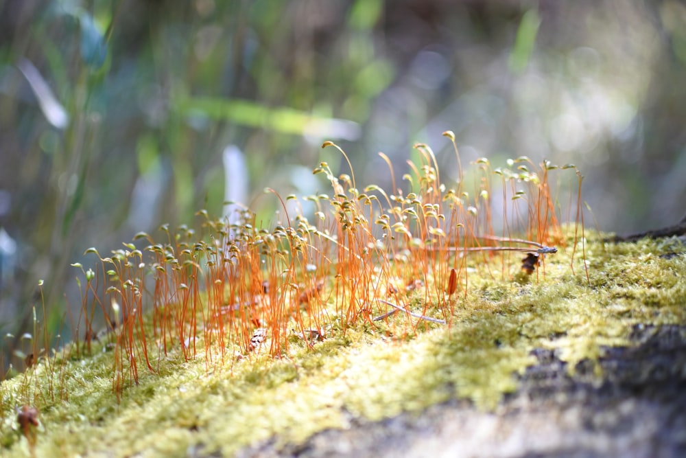 green and brown grass on gray rock