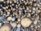 A large stack of freshly cut logs, mostly cylindrical in shape with visible growth rings on the cross-sections. The logs are closely packed together, showcasing a variety of sizes and textures. The surface of the logs exhibits a mix of light brown and beige hues, indicating the wood's natural color.