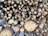 A large stack of freshly cut logs, mostly cylindrical in shape with visible growth rings on the cross-sections. The logs are closely packed together, showcasing a variety of sizes and textures. The surface of the logs exhibits a mix of light brown and beige hues, indicating the wood's natural color.