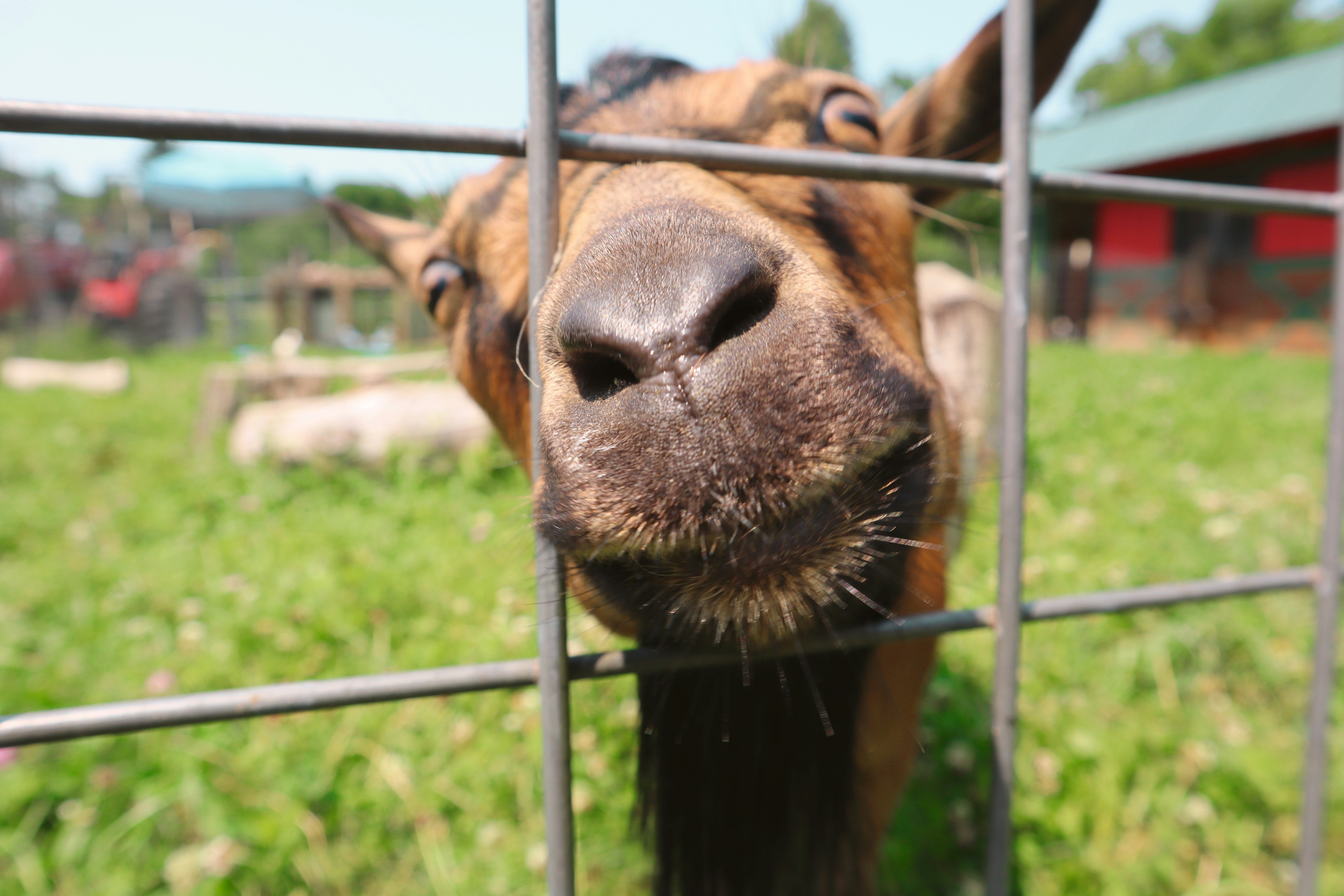 A goat poking its nose through a fence at a local lavender farm
