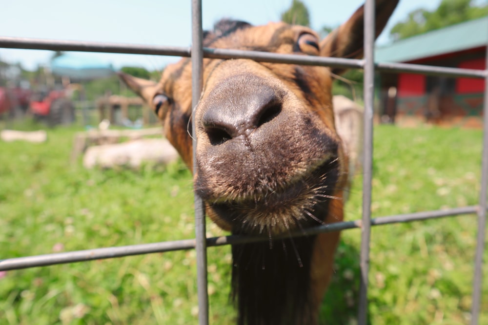 brown and black horse behind black metal fence