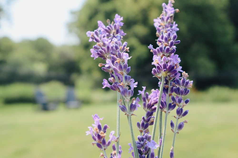 purple flower in tilt shift lens