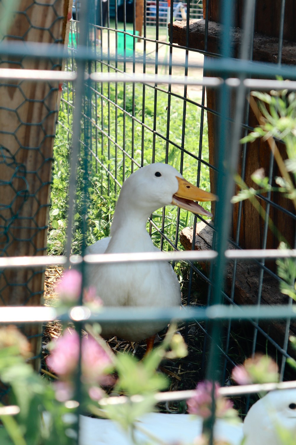 white duck in cage during daytime