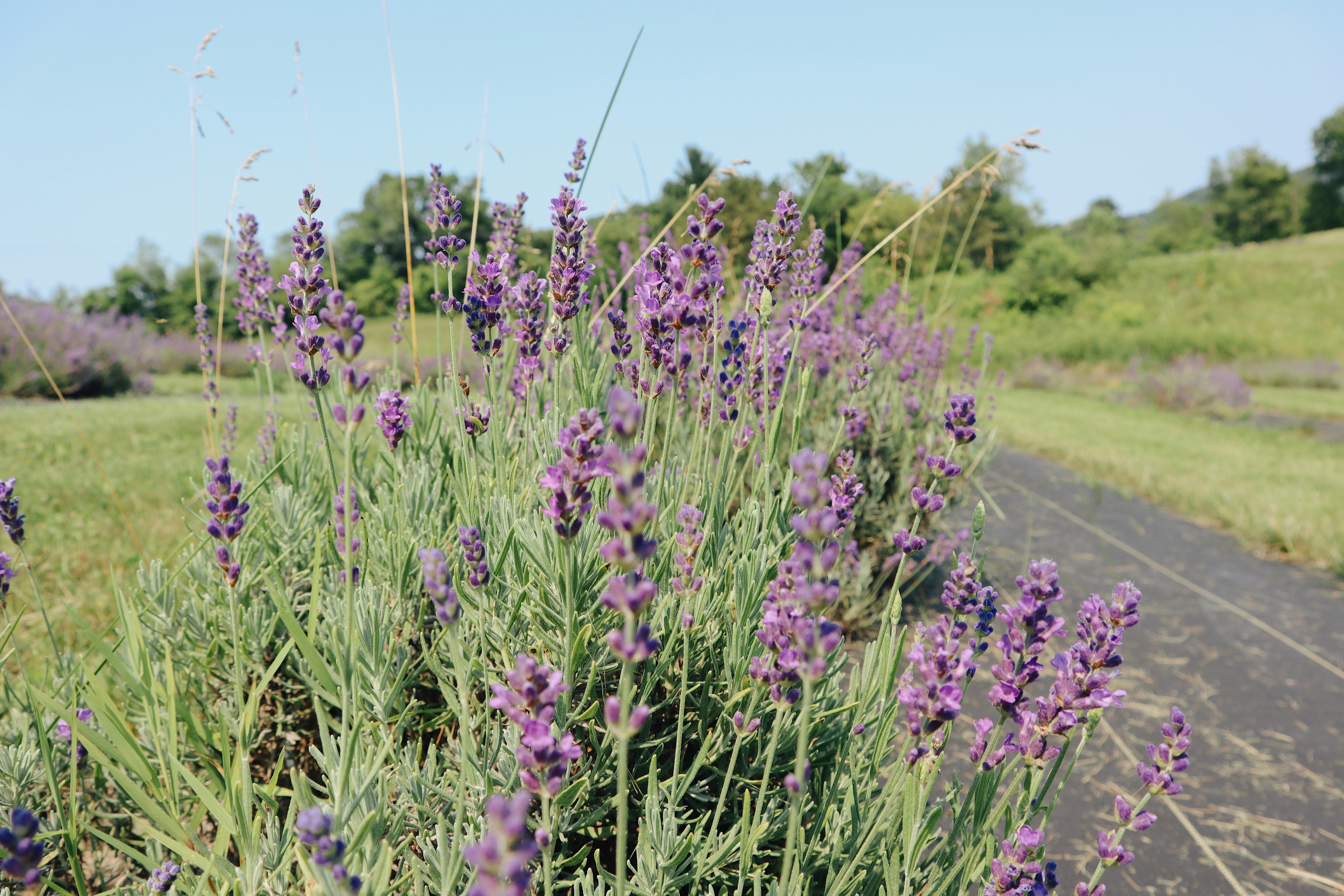 purple flower field during daytime