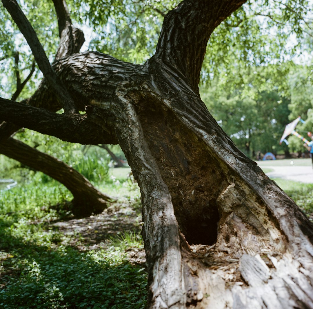 brown tree trunk on green grass field during daytime