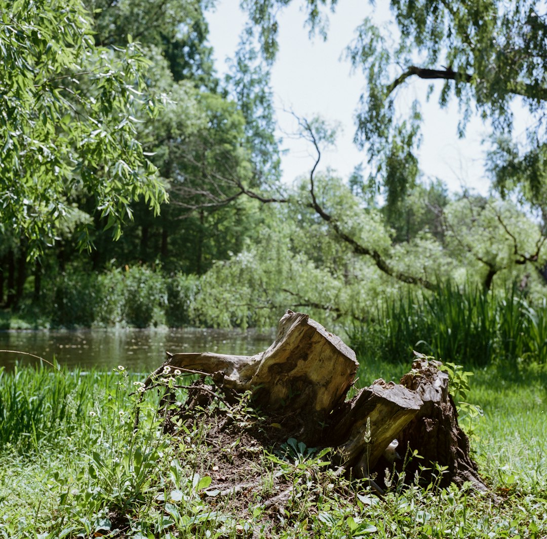 brown tree log on green grass near body of water during daytime