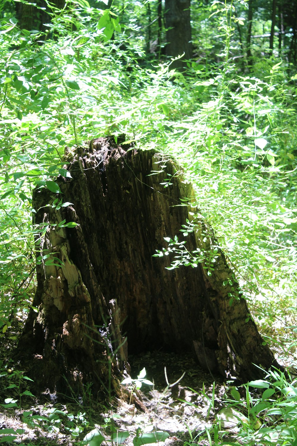 green grass and brown tree trunk