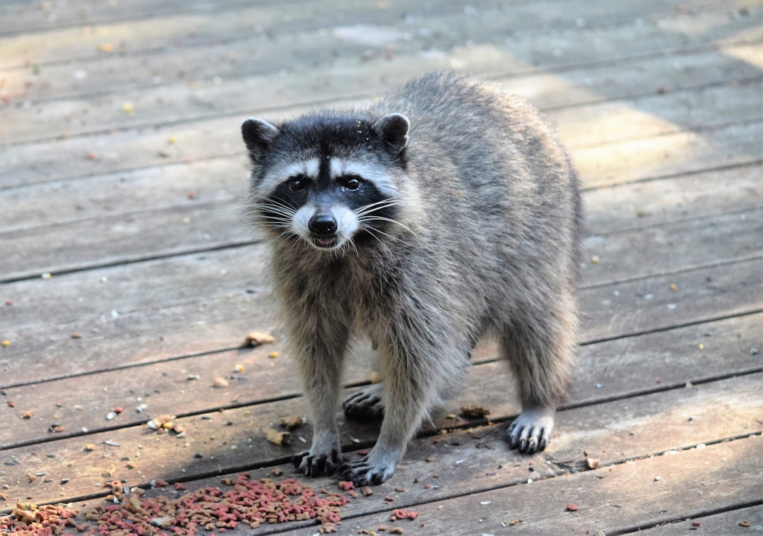 raccoon