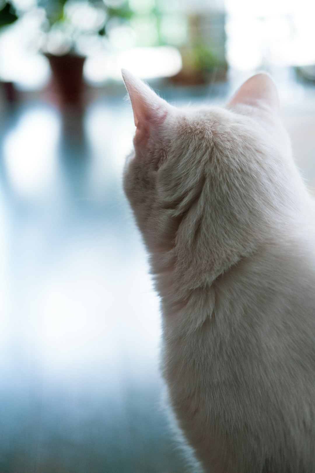 white cat in tilt shift lens