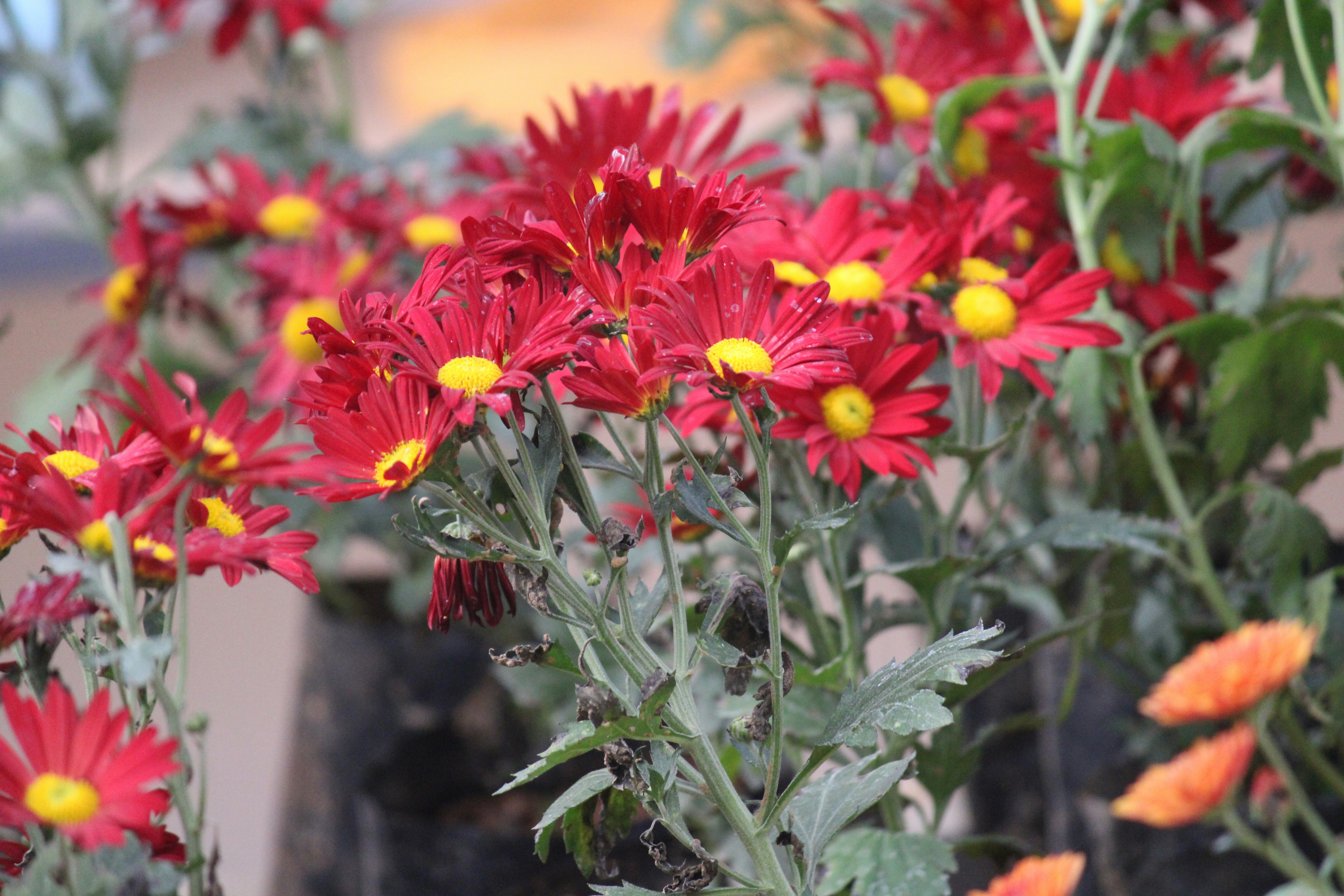 red and yellow flowers in tilt shift lens