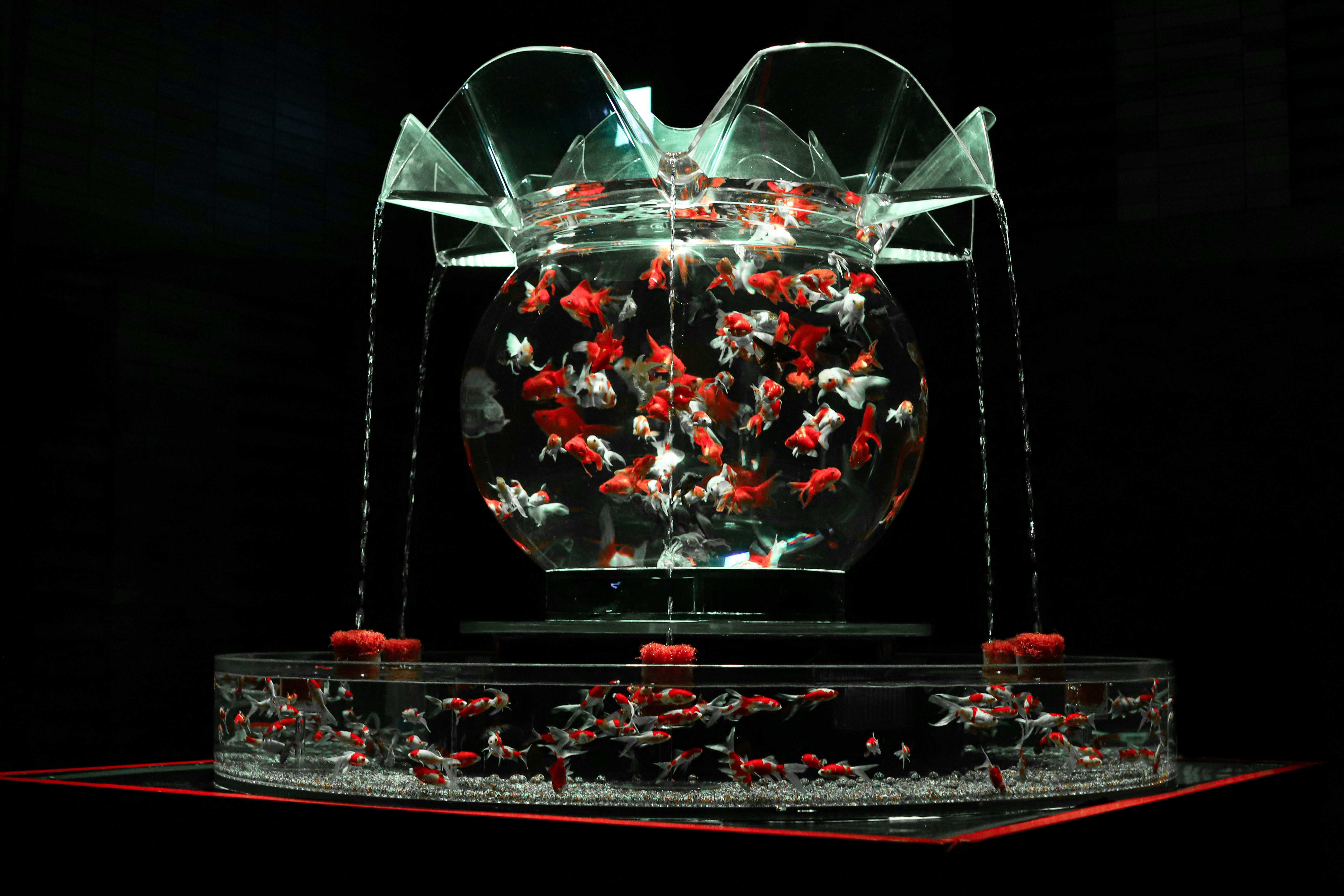 魚缸水太乾淨 魚真的會死嗎？