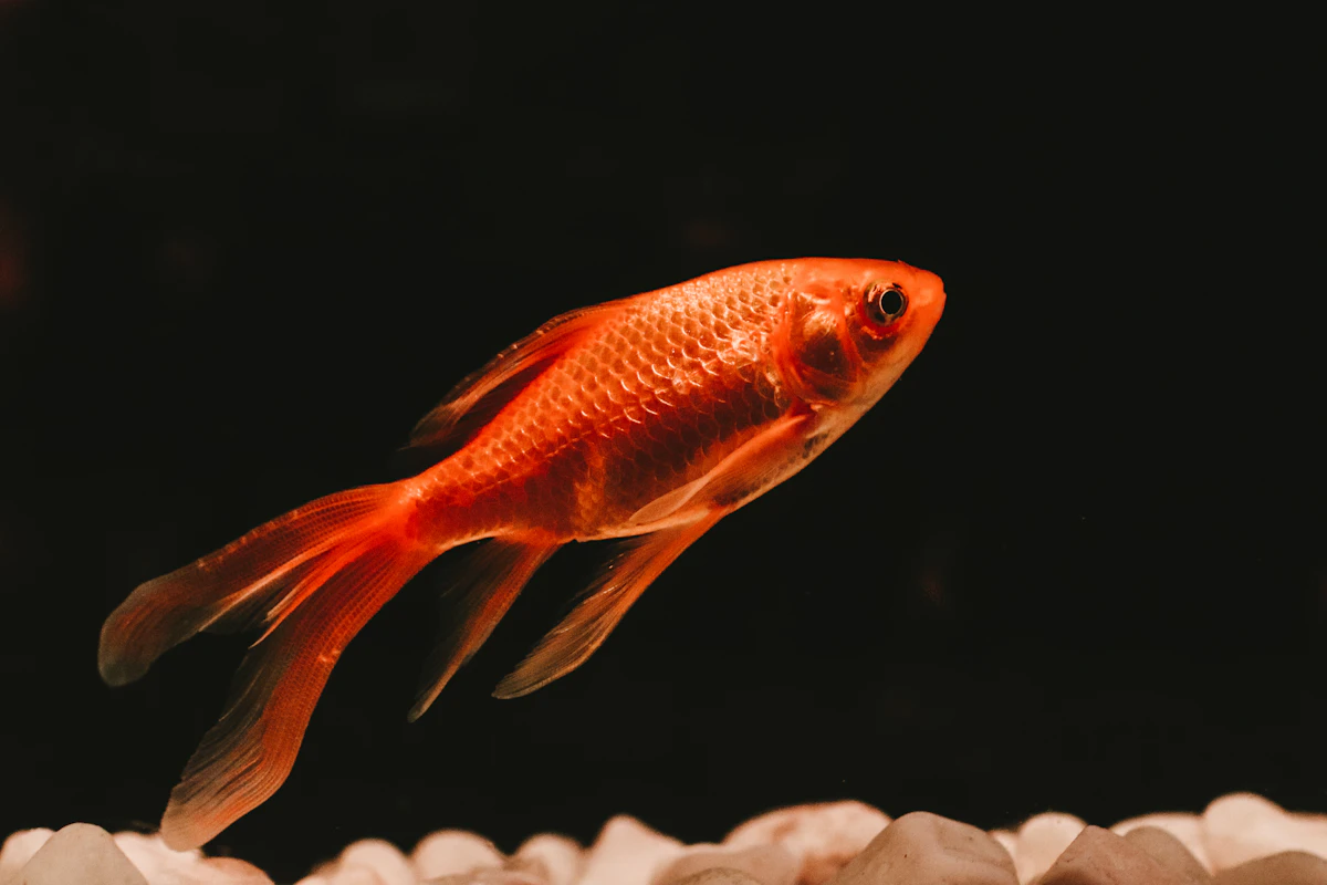 観賞魚（淡水）