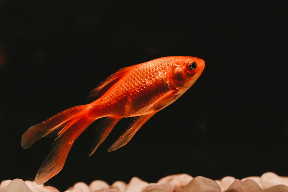 Poissons koï orange et blanc