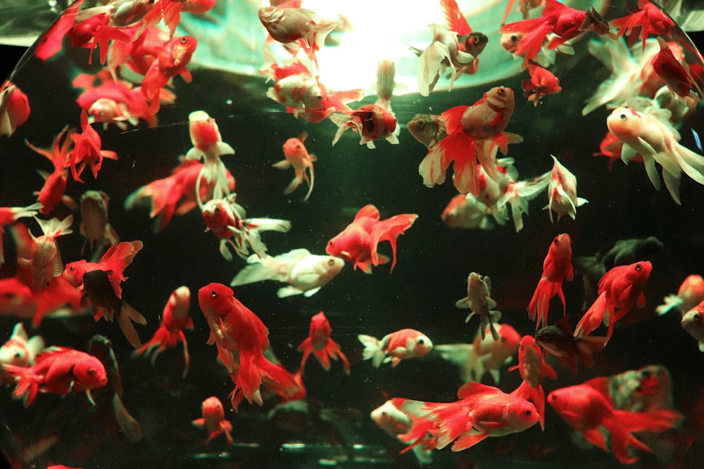 red and white fish in tank