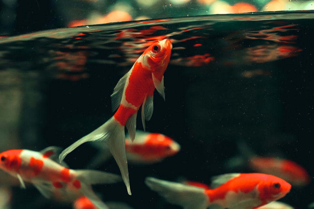 orange and white koi fish